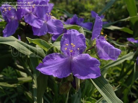 Plantfiles Pictures Tradescantia Spiderwort Virginia Spiderwort