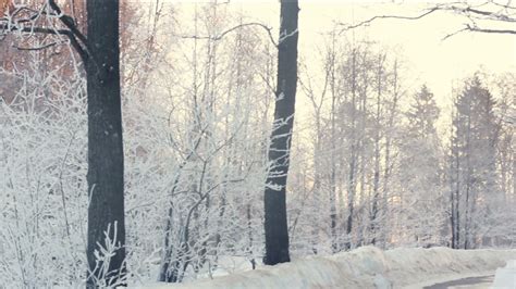 Winter Park Panorama Of Snowy Scene In Winter Park Trees Covered With