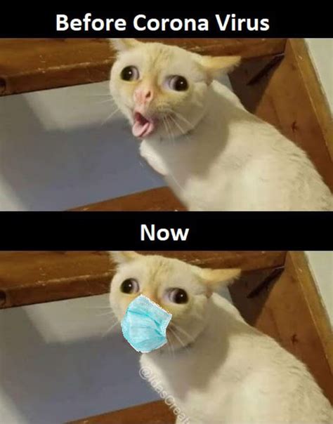 Coughing Cat Meme Idlememe