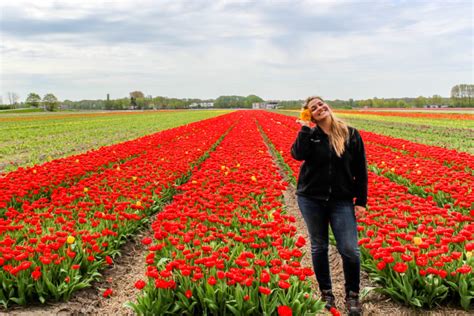 Tulip Festival Netherlands And Springtime Magic Snap Travel Magic