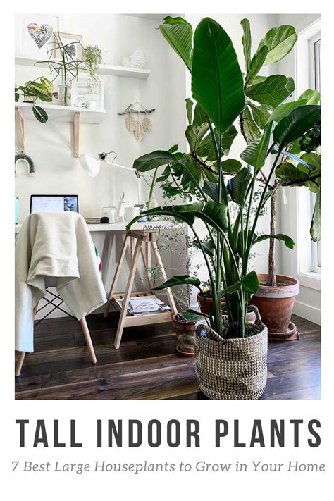 The Best Large Houseplants To Grow In Your Home The Easiest To