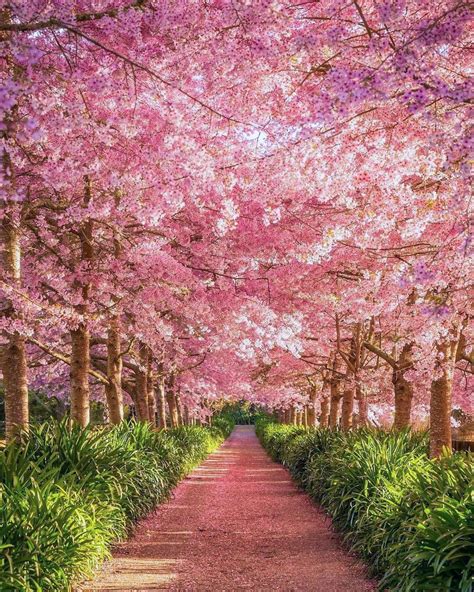 🇳🇿 Cherry Blossoms New Zealand By Meghan Maloney