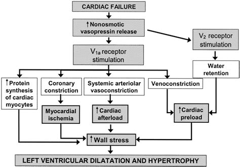 Pathophysiology Of Volume Overload In Acute Heart Failure Syndromes