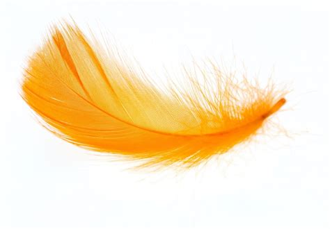 Feather Color Meanings The Significance Of Feathers And What They