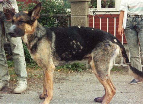 German Shepherd Puppy Itching All The Time Tabitomo