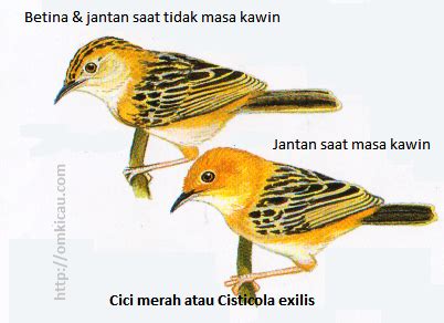 Cici masih bersemangat untuk menikmati hidup didesa. Deskripsi lengkap semua burung Suku Pengicau (Suku Silviidae) - KLUB BURUNG