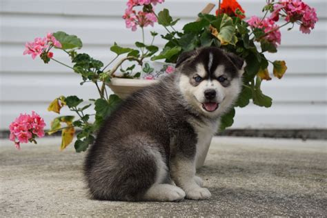 Siberian Husky Puppy For Sale Fredericksburg Oh Male Bandit Ac