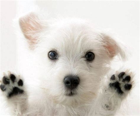 Download Cute Dog Raising Little Paws Wallpaper