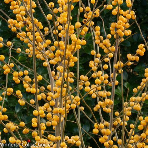 Berry Heavy Gold Winterberry Holly Ilex Verticillata Proven Winners