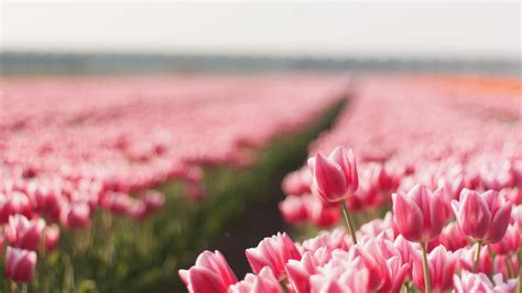 Wallpaper Tulip 4k Hd Wallpaper Spring Flower Field Nature 3792