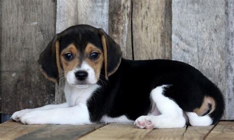 Checking 'include nearby areas' will expand your search. Beagle Puppies For Sale | Des Moines, IA #137020 | Petzlover