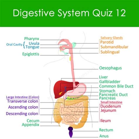 Digestive System Quiz 12 Human Digestive System Worksheets