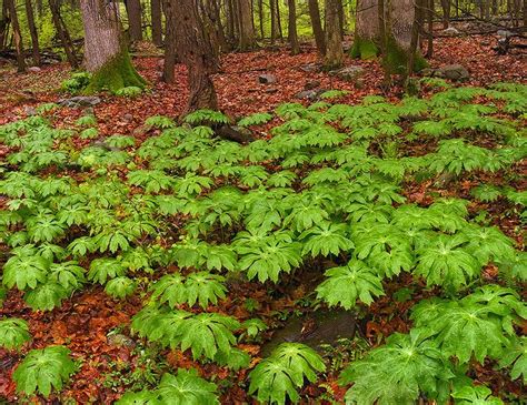 Carpeted Deciduous Forest Plants Plants Temperate Deciduous Forest