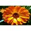 Orange Calendula Flower 4676  Wallpapers13com