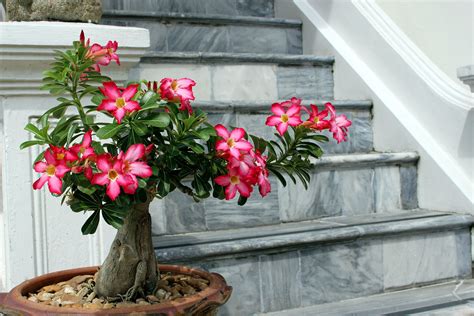 How To Grow And Care For Desert Rose Bonsai