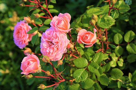 Pink Roses In Bloom During Daytime Hd Wallpaper Peakpx