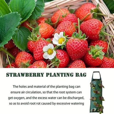 Hanging Strawberry Grow Bag Strawberry Grow Bag With 8 Holes For