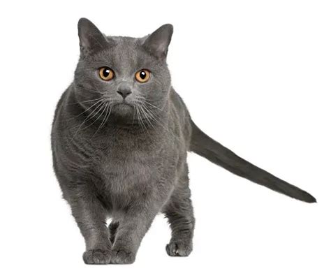 Chartreux Cat Breeders And Information