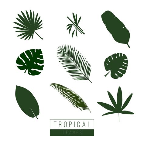 Vector Tropical Leaves Isolate On White Vector Art At Vecteezy