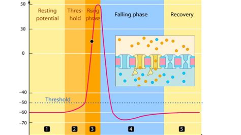 Action Potential Phases
