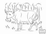 Buffalo Coloring Pages Outline Water Drawing Banteng Kids Getdrawings Mammals sketch template
