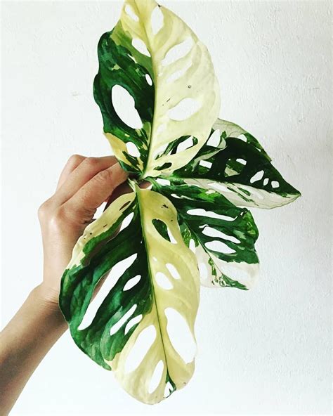 Find here details of companies selling monstera plant, for your purchase requirements. Monstera Adansonii Variegata | Leise