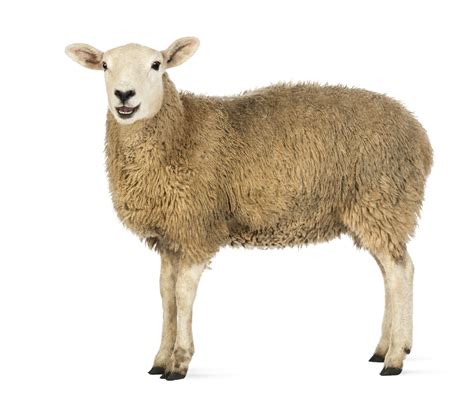 Sheep Definición Y Significado Diccionario Inglés Collins