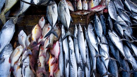 Galle Fish Markets Sri Lanka Galle Andbeyond