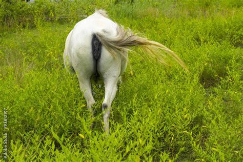 White Horse Anus Stock Foto Adobe Stock