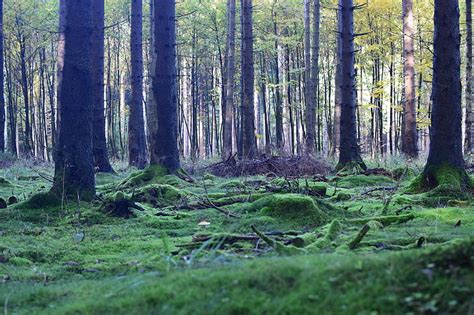 Free Photo Forest Floor Mood Forest Moss Trees Nature Light