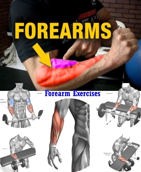 Exercises Forearms Forearm Workout Shoulder Workout Best Forearm Exercises