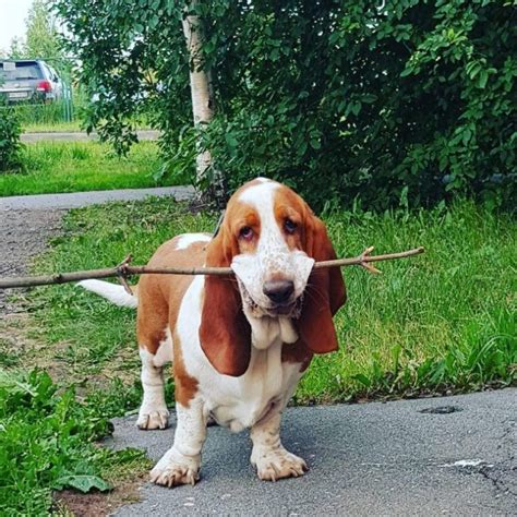 15 Historical Facts About Basset Hounds You Might Not Know Pettime