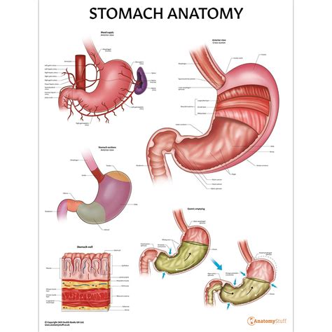 Stomach Anatomy Poster Digestive System Chart