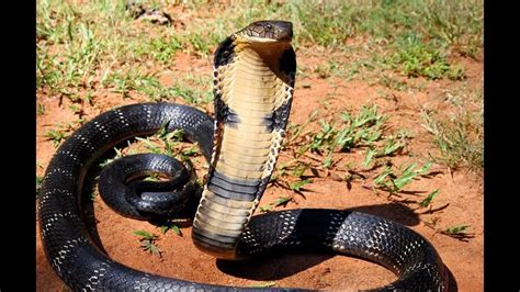 10 Deadliest Snakes