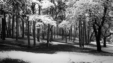 Snow Forest Winter Park Monochrome Bench Trees Path Hd Wallpaper