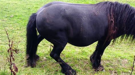 Pregnant Horse In Looe Cornwall Youtube