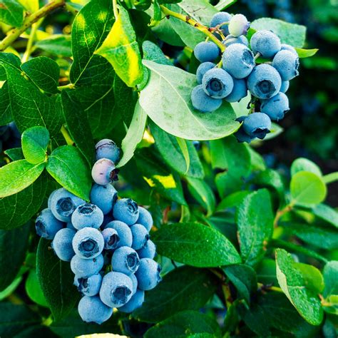 Tifblue Rabbiteye Blueberry Bushes For Sale