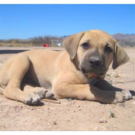 Black Mouth Cur Puppy Adorable Pinterest Mouths Duke And Boys