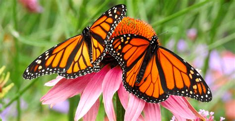 Monarch Butterflies Are Flocking To The Gardens At The Shedd Aquarium 
