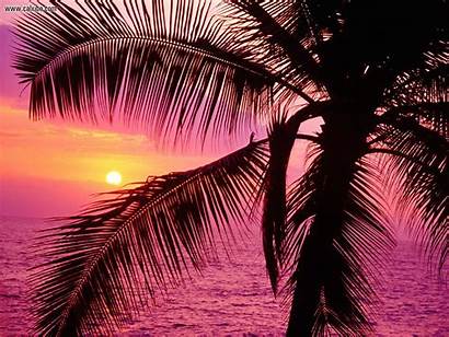 Hawaii Tropical Setting Nature Pink Sunset Backgrounds