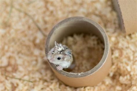 Roborovski Dwarf Hamster Essential Care Guide For Beginners