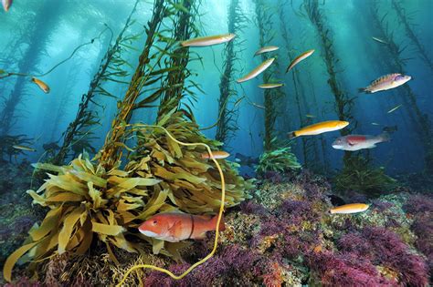 Kelp Forest Ecosystem