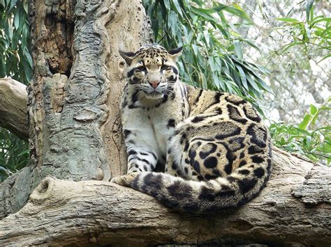 We did not find results for: kucing hutan