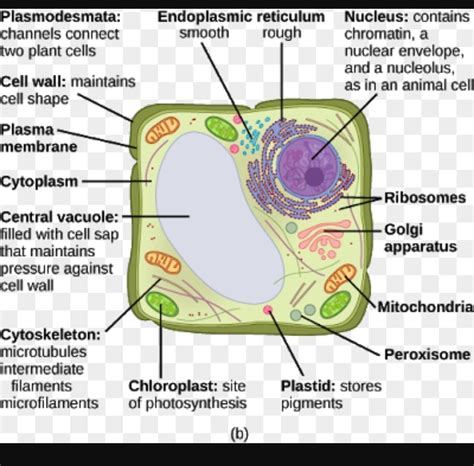 Determine The Function And Development Of The Plant Cell