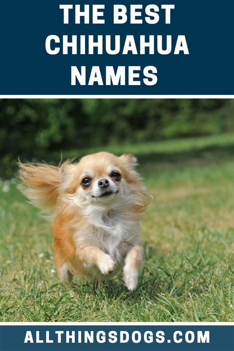 Mexican Chihuahua Names For Females Pets Lovers