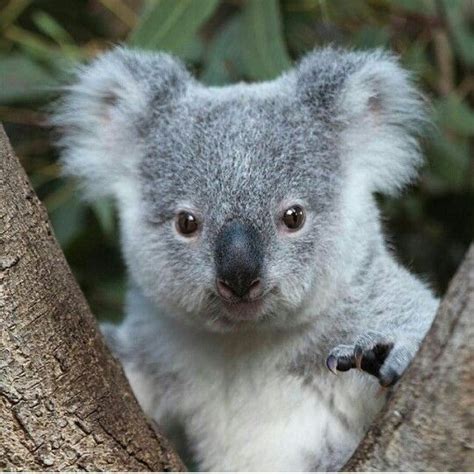 Koala At The Australia Zoo Cute Koala Bear Cute Animals Cute Baby