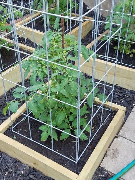 Build The Best Tomato Cages Ever Tomato Cage Diy Tomato Trellis