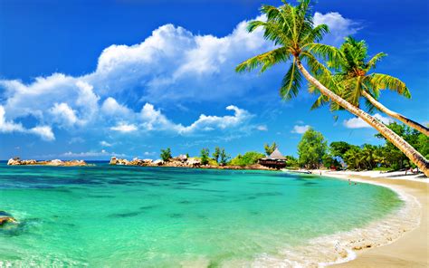 Tropical Palm Beach Wallpaper 2560x1600 Imagebankbiz