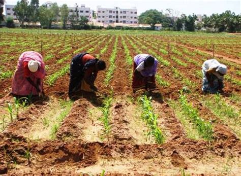 Know About Dryland Agriculture And Farming Technology