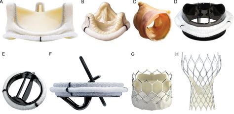 Prosthetic Heart Valves Are Generally Prepared From Bovine Tissues And